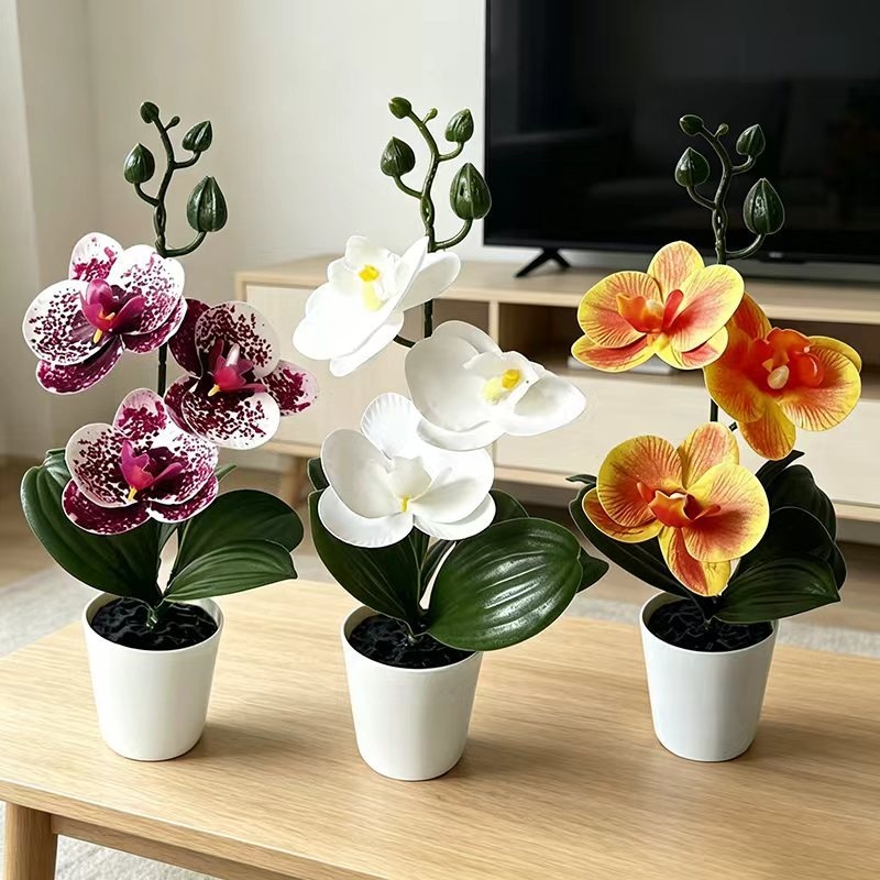 Orchid Potting Mix - Mini orquídea mariposa en maceta con