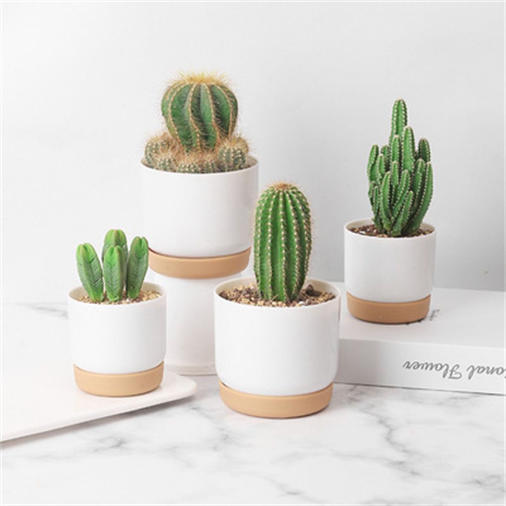 Maceta Redonda para Cactus y S - Orchid Potting Mix reseña y precio