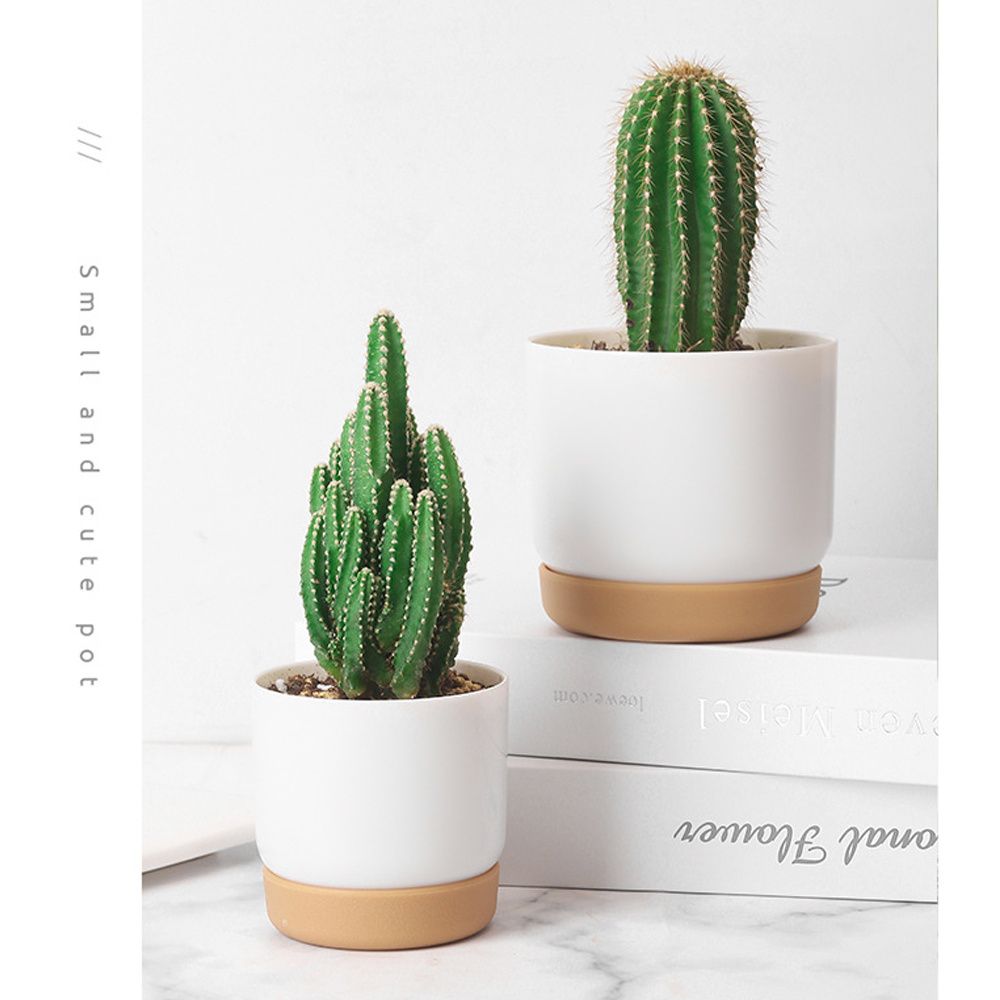 Maceta Redonda Verde para Plan - Orchid Potting Mix reseña y precio