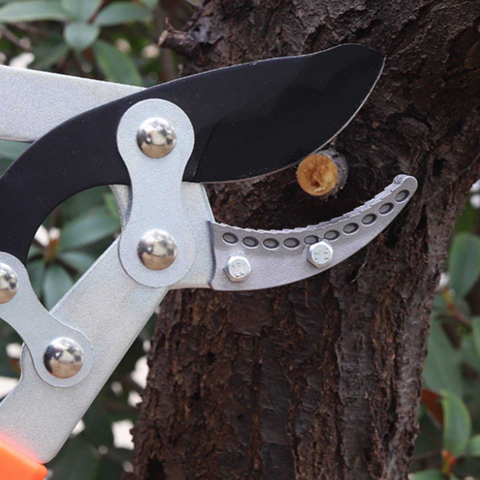 Podadoras telescópicas para ra - Gardening Tools In reseña y precio