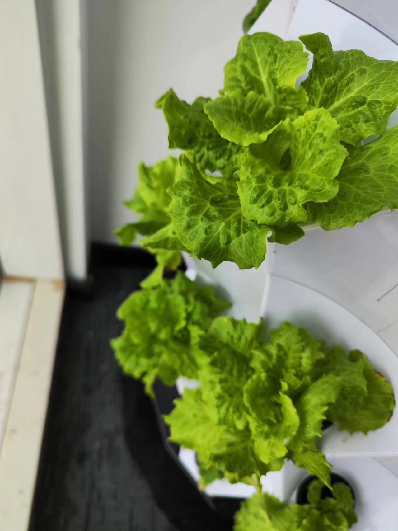 Sistema de Riego Automático pa - Drip Irrigation Kit reseña y precio